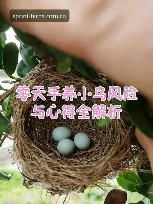 资深用户分享：小鸟官网下载常见问题与实战解决心得